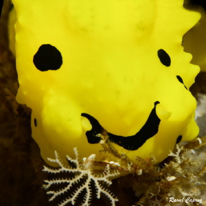 Smiley face (nudi detail - Notodoris minor) by Raoul Caprez 
